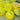 GAMMA PHOTON OUTDOOR PICKLEBALL 3 PACK -